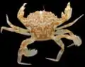 Liocarcinus marmoreus