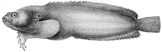 Liparis callyodon