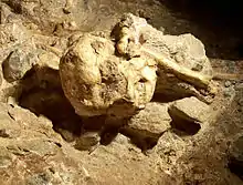 Cráneo de Little foot en la cueva de Sterkfontein (un yacimiento riquísimo en homininos). Su datación es muy discutida pero sobrepasa los 2,2 millones de años. Dentro del género Australopithecus pero sin atribución de especie, todavía.