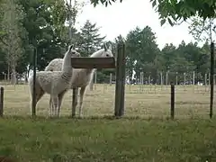 Llama blanca