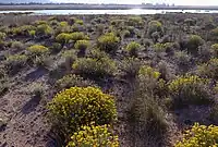 Siempreviva amarilla (Helichrysum stoechas) en la zona de arenales.