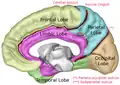 Superficie medial del hemisferio cerebral derecho. Surco cingulado (etiquetado como sulcus cinguli) y lóbulos cerebrales.