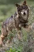 Lobo ibérico en Tudela de Duero