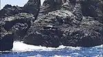 Lobos marinos en los alrededores de la Isla Salango