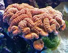 Lobophyllia hemprichii