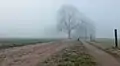 Lochemse Berg, los árboles en la niebla en el Hoge Enk