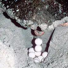 Una tortuga boba desde atrás, poniendo huevos en el agujero que ha excavado
