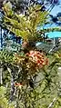 Flores y fruto de L. ferruginea, ubicado en la costa de Chaihuín.