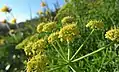 Lomatium thompsonii