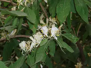 Flores de la madreselva de Maack