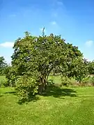 Arboretum de Chèvreloup, Rocquencourt