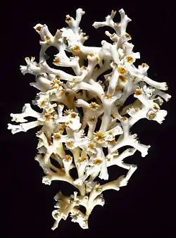 Corallum de Lophelia pertusa