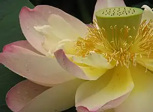 Flor de loto (Nelumbonaceae), se observan los pétalos (los sépalos debajo de ellos no se observan), los estambres, y el resto del receptáculo elevado (verde) dentro del cual se encuentran inmersos los pistilos.