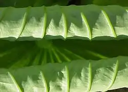 Prefoliación involuta en el loto (Nelumbo).