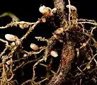 Nódulos en raíz de Lotus pedunculatus.
