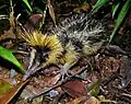 El tenrec listado de tierras bajas (Hemicentetes semispinosus) levanta las espinas de su cuerpo y cabeza cuando se siente amenazado.