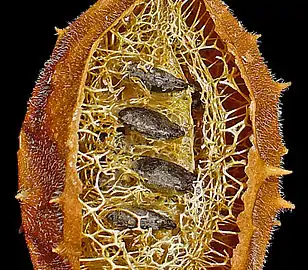 Exocarpio y parte del mesocarpio fibroso removidas, se observan las semillas aplanadas orientadas horizontalmente al eje floral.