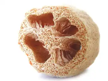 Corte transversal del fruto de Luffa, exocarpio removido, se mantiene solo el mesocarpio fibroso.