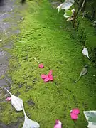 Musgos en el jardín botánico de Lushan.