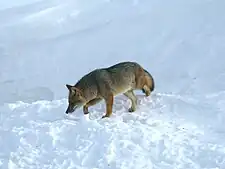 Zorro colorado fueguino.