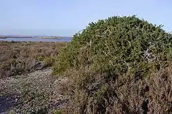 Cambrón (Lycium intricatum) en las encañizadas al norte de La Manga, en el límite sur del Parque Natural de las salinas y arenales de San Pedro del Pinatar.