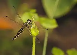 Hembra de Lyriothemis acigastra