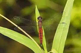 Macho de Lyriothemis acigastra