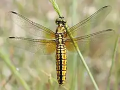 Hembra de Lyriothemis pachygastra