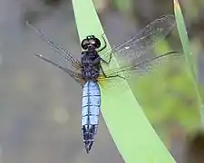 Macho de Lyriothemis pachygastra