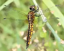 Macho joven de Lyriothemis pachygastra