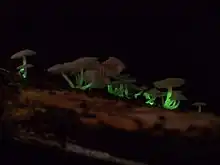 bioluminescent mycena roseoflava