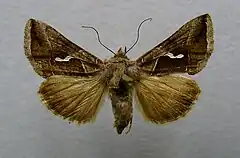 Macdunnoughia confusa