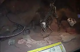 Dinodontosaurios