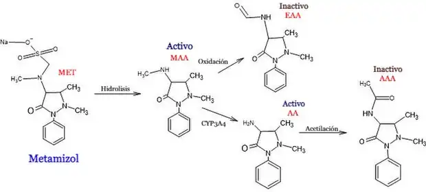 Figura 1: Estructura y biotransformación del Metamizol. MAA; 4-metilaminoantipirina, FAA;  4-formil amino antipirina, AA; 4-aminoantipirina Y AAA; 4-metilaminoantipirina.