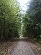 El camino cruzando un bosque.