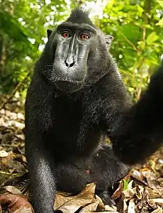 La selfi de un macaco negro crestado fue objeto de una disputa entre la Fundación Wikimedia y el fotógrafo que reclama derechos de autor.