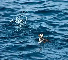 A puffin floating on the sea