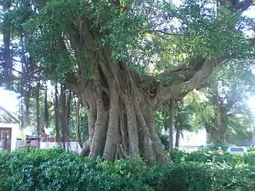 Un estrangulador maduro puede tener un hábito arborescente, cuyo "tronco" está formado por un sistema raíces-tallos que se anastomosan en un proceso de injerto natural.