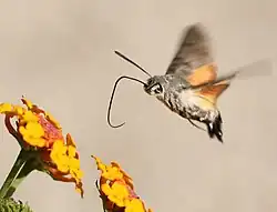 Macroglossum stellatarum libando néctar.