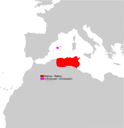 Distribución de Macroprotodon Mauritanicus.