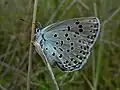 Mariposa hormiguera de lunares