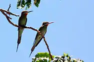 Pareja en el bosque Anjajavy