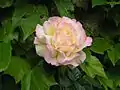 'Madame Meilland' la rosa más vendida de todos los tiempos.