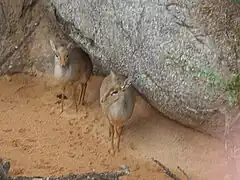 Pareja de Madoqua kirkii en Bioparc, Valencia, España