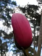 Magnolia campbellii