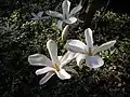 Flores de Magnolia kobus.