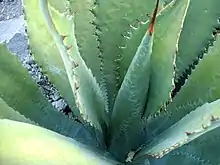 El maguey (Agave americana)