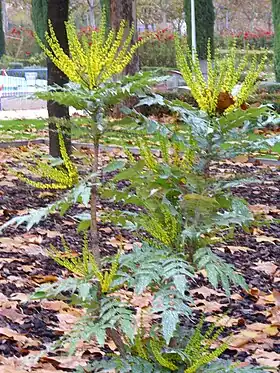 Mahonia × media.