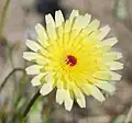 Desert dandelion (Malacothrix glabrata), Anza-Borrego Desert State Park