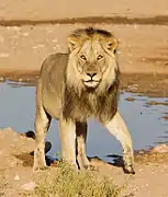 León de Kalahari